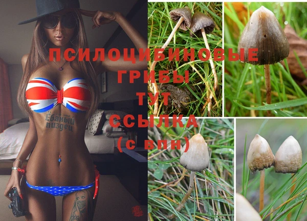 стафф Вязьма